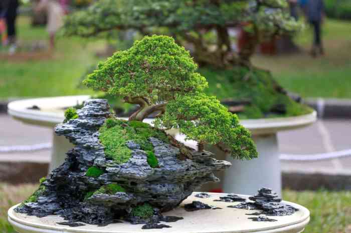 Bonsai tree decoration ideas