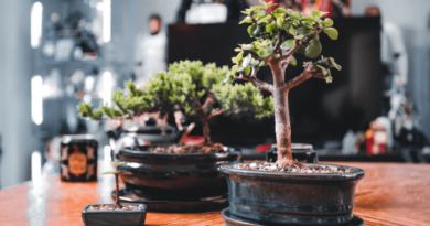 Bonsai tree for home decoration