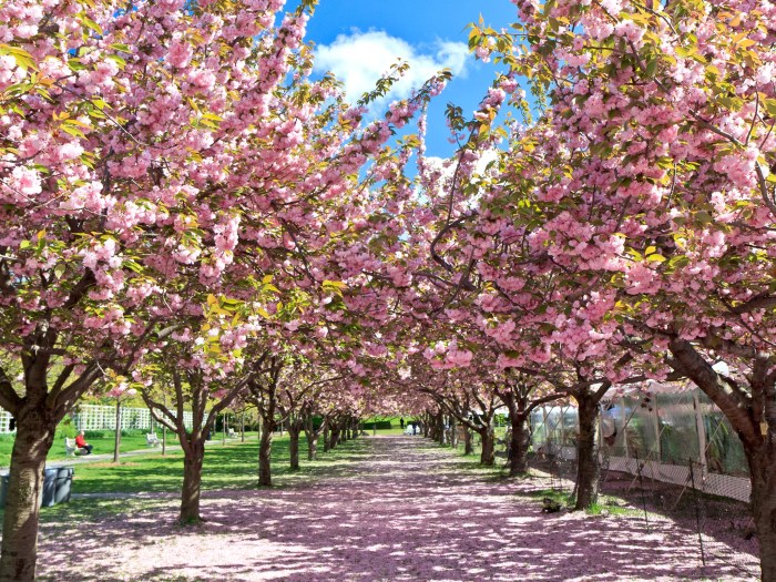 Cherry blossom tree decoration