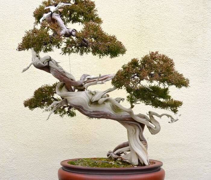 Bonsai pine spruce