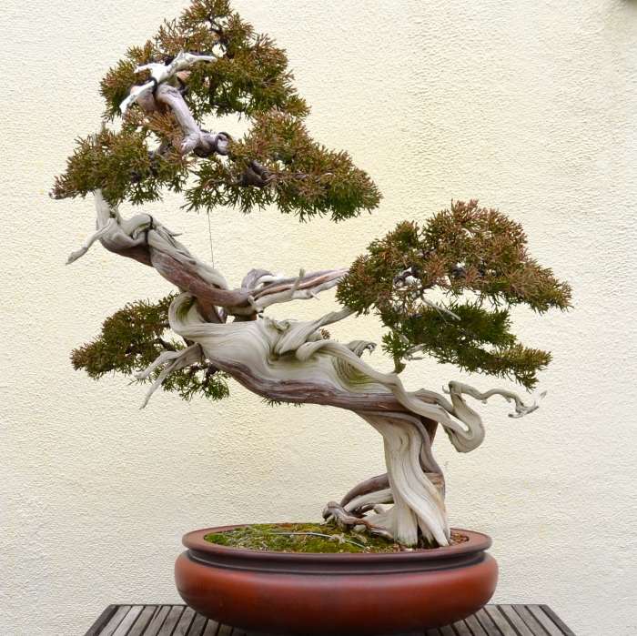 Bonsai pine spruce